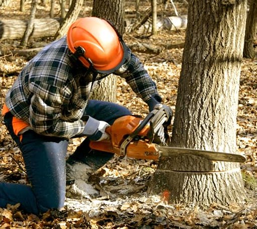Tree Removal in Mountain View, WY